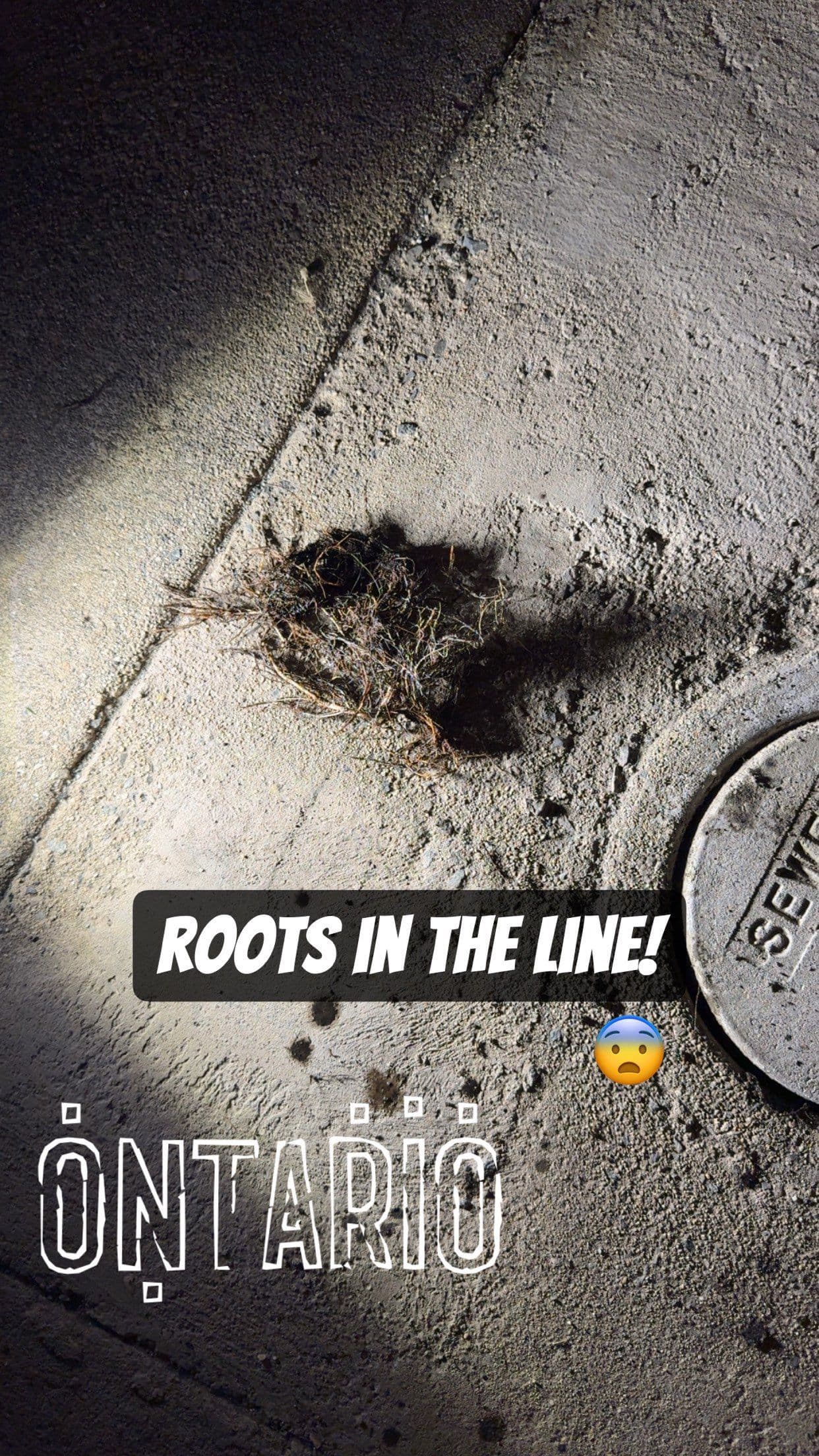 Project Roots in the Line Ontario Plumbing Alert image